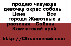 продаю чихуахуа девочку,окрас соболь › Цена ­ 25 000 - Все города Животные и растения » Собаки   . Камчатский край